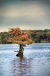 Lonely Little Cypress Tree