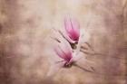 Pink Magnolia 3