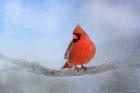 Cardinal In The Snow