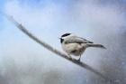 Chickadee In The Snow