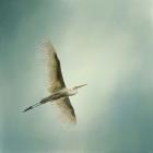 Egret Overhead