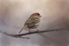 House Finch In January