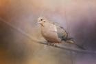 Mourning Dove On A Winter Evening