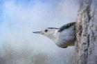 Nuthatch In The Snow