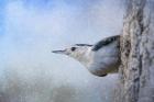 Nuthatch In The Snow