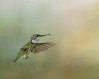 Peaceful Day With A Hummingbird