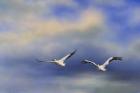 Pelicans At Sea