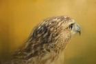 Red Tailed Hawk At Sunset