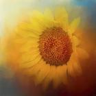 Sunflower Surprise