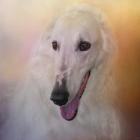 The Elegant Borzoi