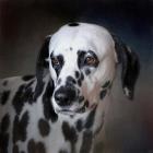 The Firemans Dog Dalmatian