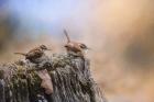 Two Little Wrens