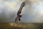 Up Against The Stormy Sea Bald Eagle