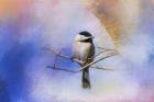 Winter Morning Chickadee