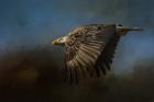 Storm Chaser Bald Eagle