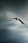 Through The Rolling Storm Bald Eagle