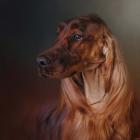 Catching The Breeze Irish Setter