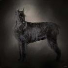 The Giant Black Schnauzer