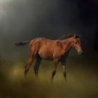 Copper Colt In The Moon Light