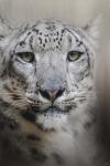 Stare Of The Snow Leopard