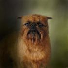 The Brussels Griffon