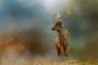 Painterly Fallow Buck