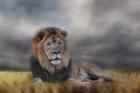 Lion Waiting For The Storm