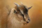 Portrait Of A Nubian Dwarf Goat