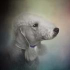 Bedlington Terrier