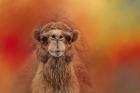 Dromedary Camel