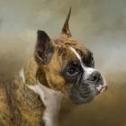 Golden Brindle Boxer