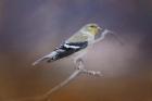 Goldfinch In The Light