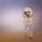 On The Way To The Salon Standard Poodle