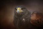 Portrait Of The Harris Hawk