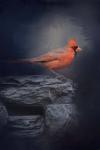 Redbird On The Rocks