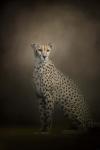 The Elegant Cheetah