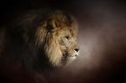 The Mighty Lion