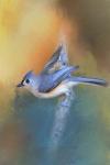 In A Flash Tufted Titmouse