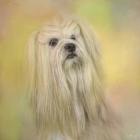 Spring Lhasa Apso