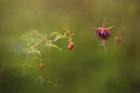 Fuchsia Buds and Bloom