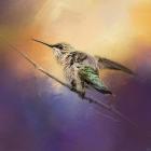 Hummingbird At Sunset