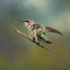 Hummingbird In Spring Storm