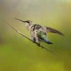 Hummingbird On Lime