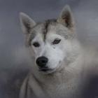 Siberian Husky