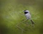 Spring Chickadee