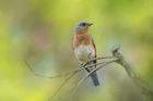 Bluebird On A Spring Day