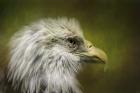 Bald Eagle In The Grove