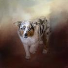 Ball Of Energy Australian Shepherd