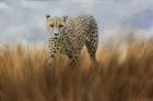 Cheetah In The Field