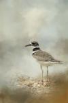 Killdeer On The Rocks